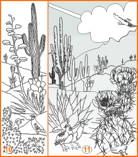 Hand drawn Sonoran etched designs 10-11