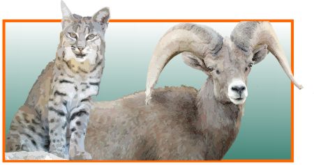 Wild cat and Big Horn Sheep